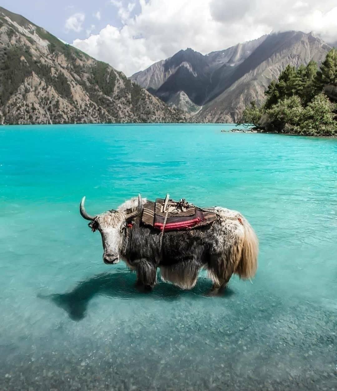 Trekking in Dolpa Shey Phoksundo National Park Nepal